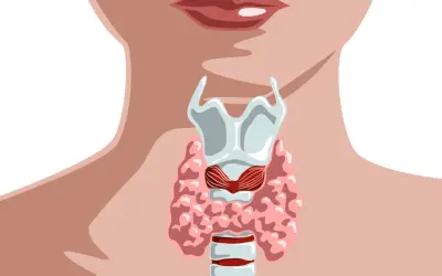 Anatomia szyi z widocznym krtanią i tarczycą. ft3.