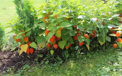 Krzew z pomarańczowymi, lampionowatymi owocami, przypominającymi rodzynki brazylijskie. Piękny przykład uprawy roślin ozdobnych.