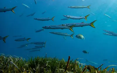 Bancos de barracudas y otros peces nadan en aguas azules, un espectáculo de la fauna del Cabo de Gata.