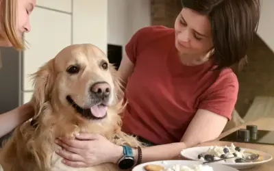 Dziewczyna i kobieta głaszczą złotego retrievera. Na stole deser z białym serem i jagodami, zastanawiasz się, czy pies może jeść biały ser?