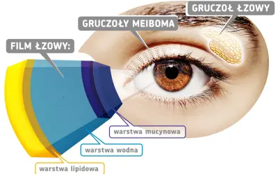 Schemat filmu łzowego oka, pokazujący warstwy: lipidową, wodną i mucynową. Wskazuje na gruczoły łzowe i gruczoły Meiboma.