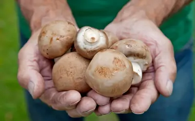 Hände halten frisch geerntete braune Champignons. Ein Beweis dafür, dass Pilze anbauen Freude macht.