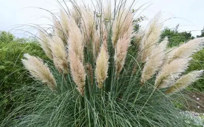 Gros plan sur une touffe de **herbe de la pampa** aux plumes légères et aériennes, contrastant avec ses longues feuilles vertes et fines.