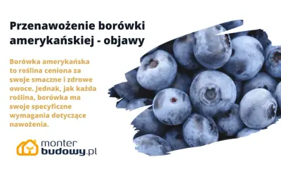 Borówka amerykańska: objawy przenawożenia. Zbliżenie na soczyste, niebieskie owoce borówki, sugerujące problemy z nadmiernym nawożeniem.