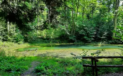 Zielone, zarośnięte wodą bajoro, przypominające beskidzkie Morskie Oko, otoczone gęstym lasem.