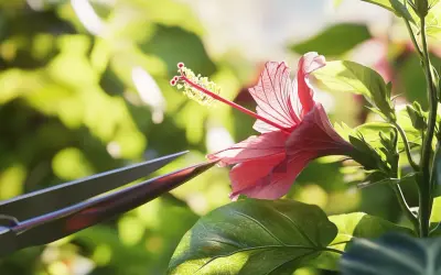 Przycinanie hibiskusa: Kiedy i jak? Sekrety obfitych kwiatów