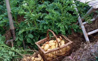 Panier rempli de pommes de terre fraîchement sorties de terre, prêt pour la récolte.