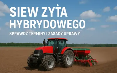 Czerwony traktor z siewnikiem na polu, przygotowuje glebę pod siew żyta hybrydowego. Agrofoto.