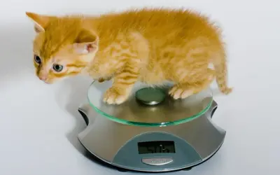 En orange kattunge, cirka 12 veckor gammal, står på en köksvåg. Den väger 506 gram.