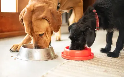 Dos perros grandes, uno marrón y otro negro, comen juntos de sus respectivos cuencos.