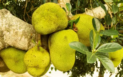 Kilka dojrzałych jackfruitów wisi na drzewie. Zastanawiasz się jackfruit co to? To największy owoc rosnący na drzewach.