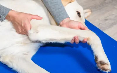 Fizjoterapeuta delikatnie masuje łapę psa, pomagając mu zmagającemu się z bólem związanym z reumatyzmem.