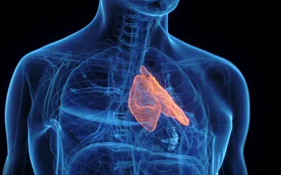 Anatomical rendering of the human chest showing the glowing orange grasica, part of the immune system, nestled within the blue translucent rib cage and trachea.