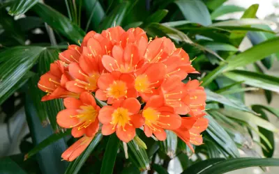 Kwitnąca clivia w intensywnym pomarańczowym kolorze, z żółtym środkiem, otoczona ciemnozielonymi liśćmi.