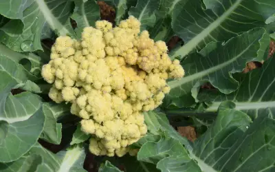 Gros plan sur un plant de brocolis aux feuilles vertes et à la tête florale jaune pâle, prête à être récoltée.