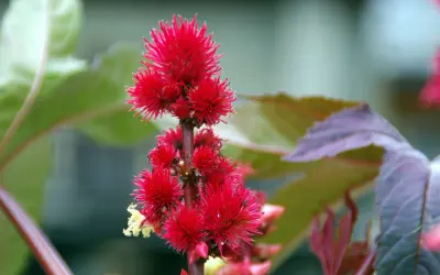 Grappe de fleurs rouges vives, ressemblant à un tourteau de ricin gamm vert, sur fond flou de feuilles vertes et pourpres.