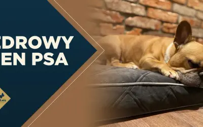 Francuski buldog śpi na wygodnej poduszce. Tekst na zdjęciu głosi "ZDROWY SEN PSA", podkreślając znaczenie regenerującego odpoczynku dla czworonogów.