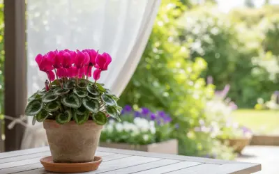 Un vaso di ciclamino rosa fiorito su un tavolo di legno, con un giardino rigoglioso sullo sfondo. La cura del ciclamino è fondamentale per la sua fioritura.