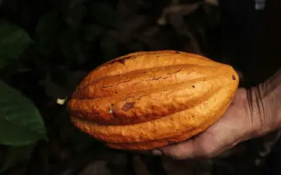 Eine Hand hält eine reife Kakaofrucht. Die Frucht ist orange-braun und hat eine gerippte Oberfläche. Die Rohkakao Wirkung ist faszinierend.