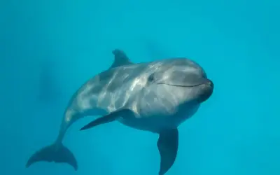 Uśmiechnięty delfin pływa w błękitnych wodach Bałtyku.