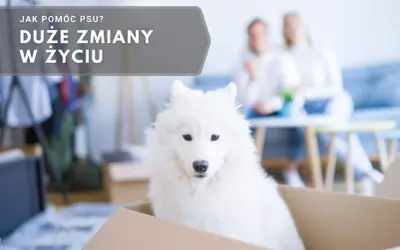 Biały pies w kartonie, czeka na nowy dom. Jak czuje pies, gdy zmienia właściciela? Duże zmiany w życiu.
