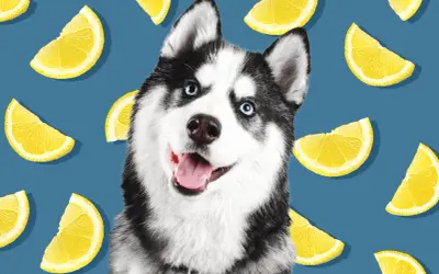 Słodki husky z niebieskimi oczami, otoczony plasterkami cytryny. Czy pies może cytryne? Ten psiak wygląda na zadowolonego, mimo otoczenia cytrusami.