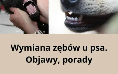 Kiedy owczarek niemiecki zmienia zęby? Objawy, kalendarz, wsparcie