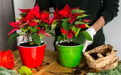 Deux poinsettias aux feuilles rouge vif et vertes, dans des pots rouge et vert. Préparation pour la plantation, avec terre et branches de sapin.