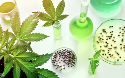 Czy CBD ma THC? Legalność, testy i bezpieczny wybór