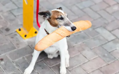 Piesek z bagietką w pysku. Czy pies może jeść chleb? Ten psiak chyba tak, bo wygląda na zadowolonego z łupu.