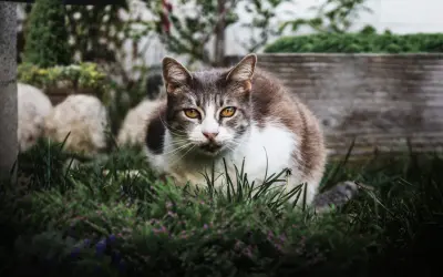 Un chat tigré et blanc aux yeux ambrés, assis dans l'herbe. Il semble observer, peut-être une idée de comment éloigner les chats du jardin.