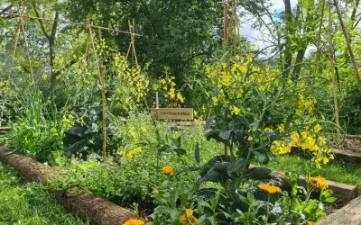 Un jardin potager luxuriant avec des fleurs jaunes éclatantes et des légumes verts. Une pancarte indique "Compagnonnage", suggérant une culture harmonieuse.