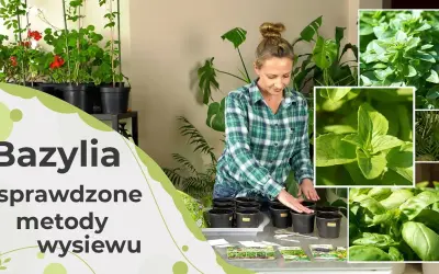 Jak siać bazylię w doniczce: proste kroki do udanej uprawy