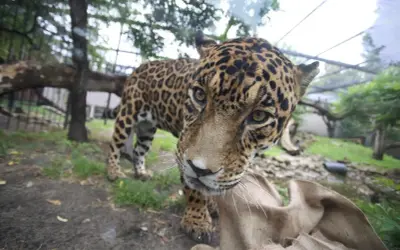 Jaguar w warszawskim zoo, ciekawy świata. Sprawdź zoo warszawa bilety cena i zobacz go na żywo!