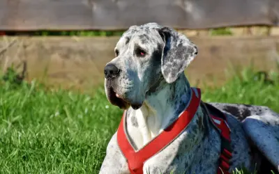 Piękny dog niemiecki w czerwonej uprzęży leży na trawie. Zastanawiasz się, ile kosztuje uśpienie psa?