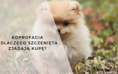 Uroczy szpic miniaturowy na tle jesiennej roślinności. Tekst pyta: "Koprologia - dlaczego szczenięta zjadają kupę?".