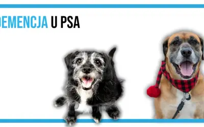 Dwa psy, jeden starszy, z siwiejącą sierścią, drugi młodszy, w świątecznej chustce. Temat: demencja u psa.