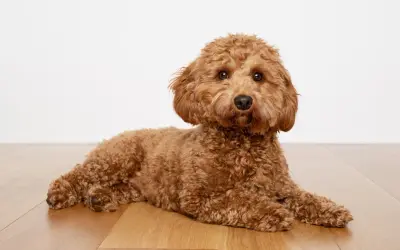 Brązowy piesek Cavapoo leży na drewnianej podłodze.