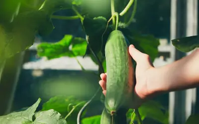 Main verte, une main cueille un concombre mûr, témoignant de l'évolution de la plante concombre dans un jardin.