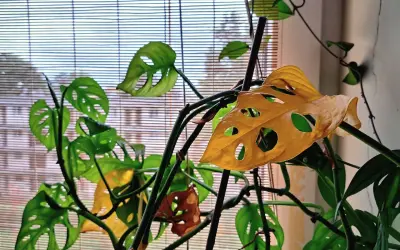 Monstera z żółknącymi liśćmi przy oknie. Zastanawiasz się, dlaczego monstera żółknie? Zobacz, jak wygląda ta roślina.
