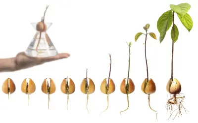 Fasi di piantare avocado da seme: germinazione, crescita radici e fusto, fino alla pianta in vaso.