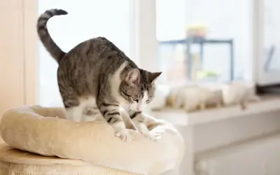 A tabby cat stretches its paws, ready to knead on a soft perch. It looks like it's about to make biscuits on you!