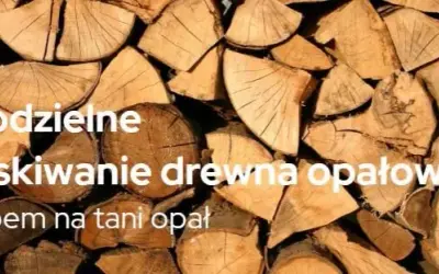 Ile kosztuje samowyrób drewna w lesie? Ceny i proces pozyskania