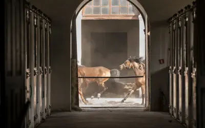 W stadninie koni caballo dwa kare konie galopują przez zakurzone wnętrze, ich grzywy rozwiewają się na wietrze.