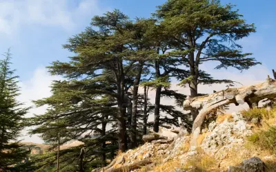 Majestuosos árboles de cedro se alzan en una ladera rocosa bajo un cielo azul.