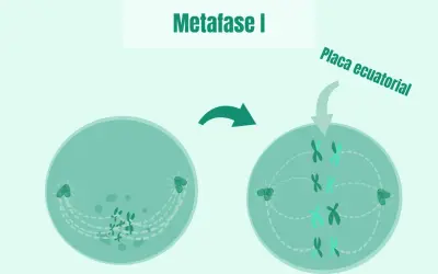 La metafase I muestra cromosomas alineados en la placa ecuatorial, preparándose para la división celular.