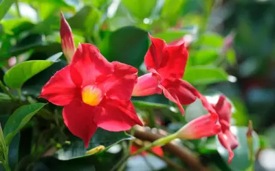 Fleurs rouges éclatantes de dipladenia en pleine floraison, avec des feuilles vertes luxuriantes en arrière-plan.