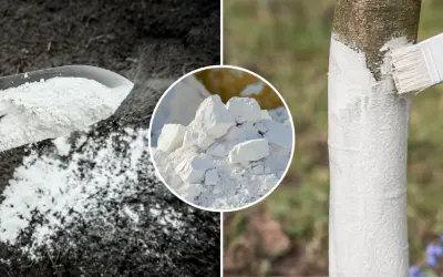 Biały proszek na łopacie, grudki wapna i malowanie pnia drzewa. Prawidłowe saletra wapniowa dolistnie dawkowanie zapewni zdrowie roślin.