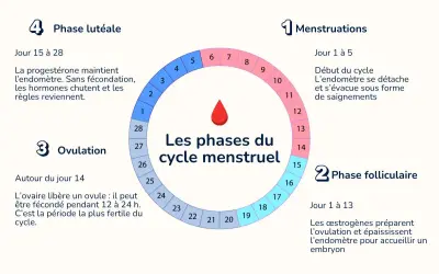 Il ciclo mestruale: mestruazioni, fase follicolare, ovulazione e fase luteale. Se arriva il ciclo prima di finire la pillola, è un segnale da valutare.