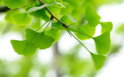 Liście miłorzębu japońskiego (ginkgo biloba) na co dzień kojarzone z poprawą pamięci i krążenia.